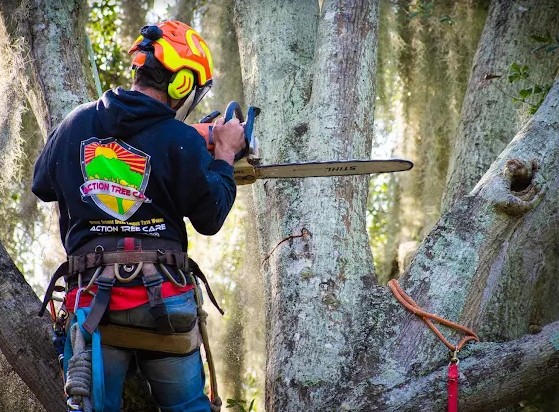 tree trimming in Volusia, Seminole, Flagler, and Orange County