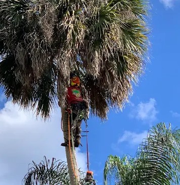 storm damage cleanup in Volusia, Seminole, Flagler, and Orange County